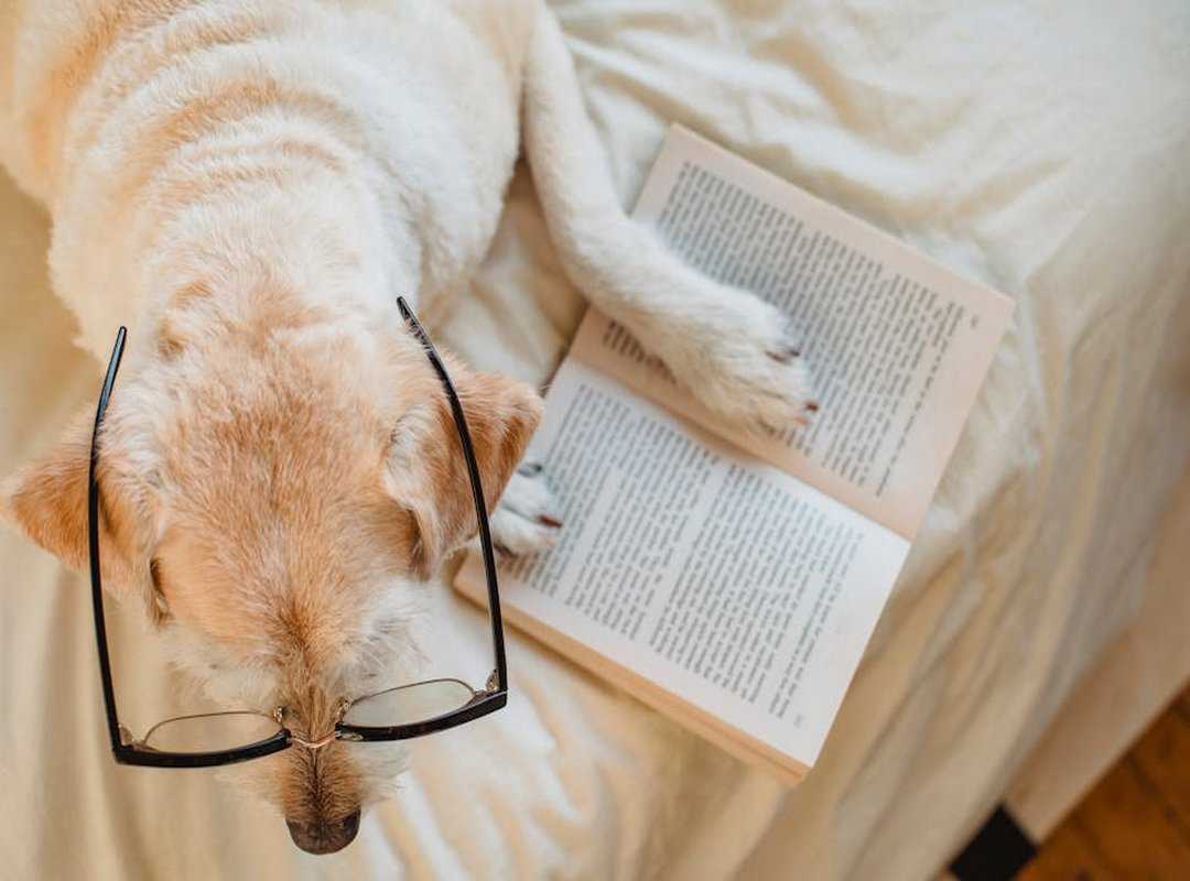 pet-friendly cleaning tips