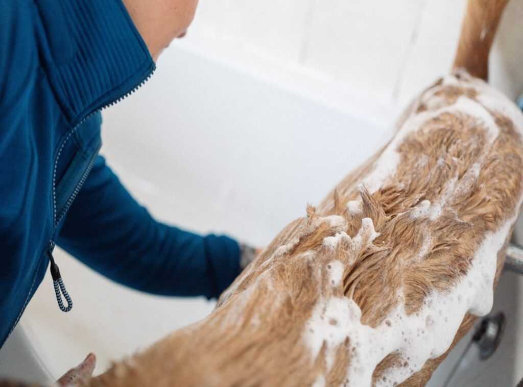 pet-friendly cleaning tips