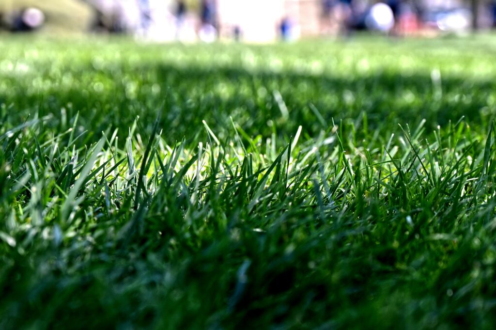 How to Create a Backyard That Looks Clean, Modern, and Easy to Maintain Year-Round